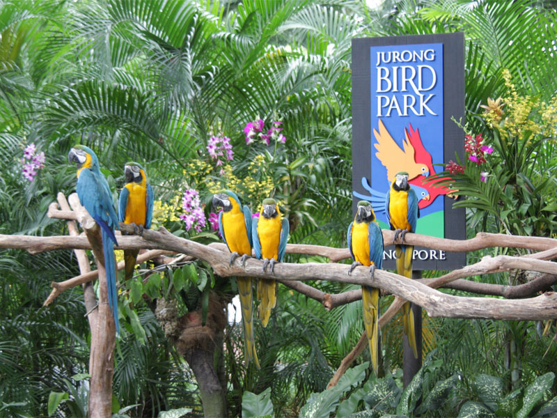 Парк птиц Джуронг - крупнейший птичий парк в Азии и мире