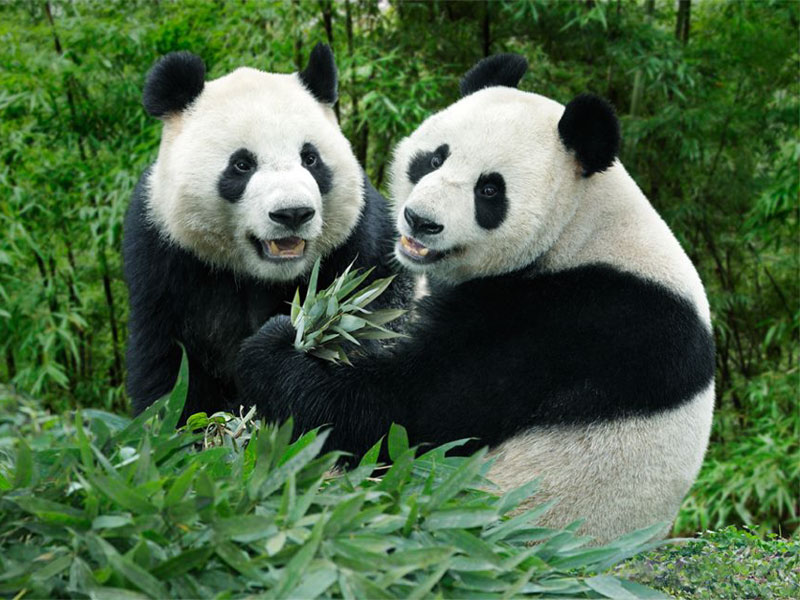 гигантские панды