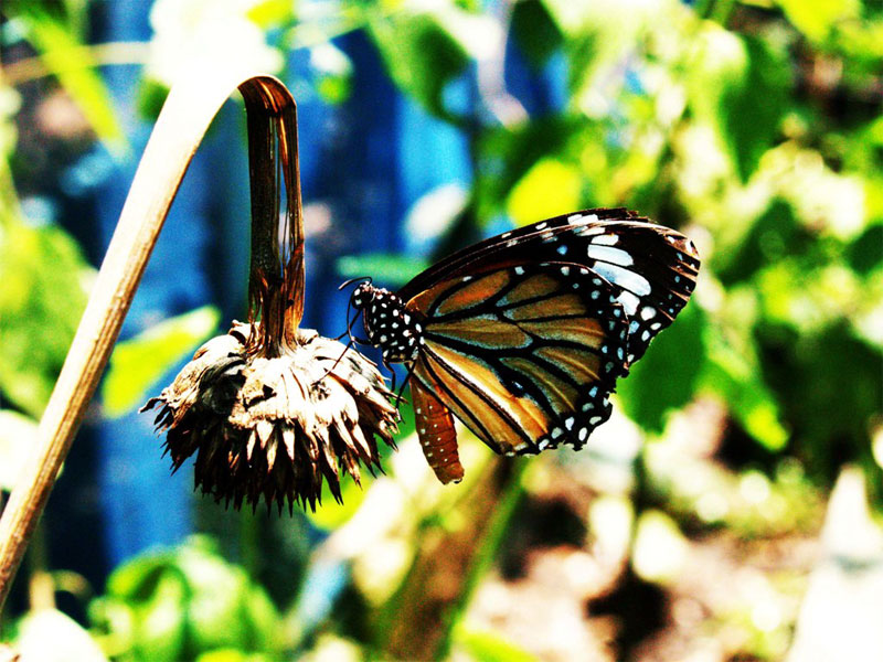 Парк бабочек и Королевство насекомых в Сингапуре