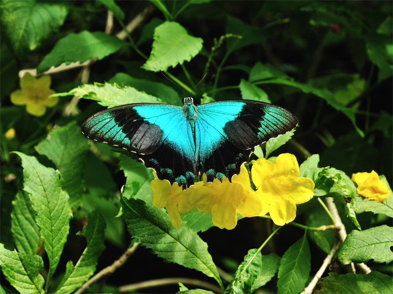 Парк бабочек и Королевство насекомых в Сингапуре