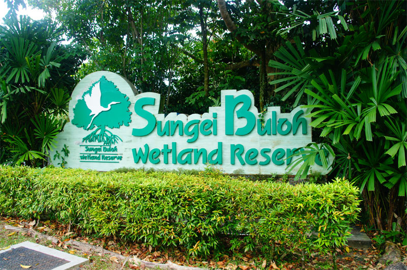 Природный заповедник Сунгей-Булох в Сингапуре